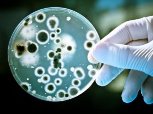bacteria_petri_500x375